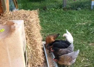 Hühnerhaltung | Ferienresidenz "Glück auf dem Lande" | Ostsee Ferienwohnungen